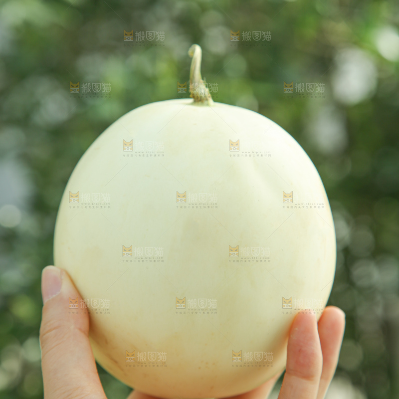 阎良甜瓜