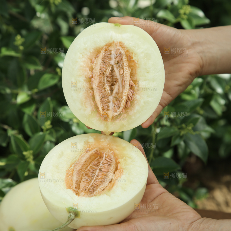 阎良甜瓜