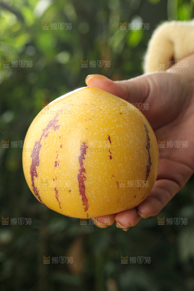 人参果