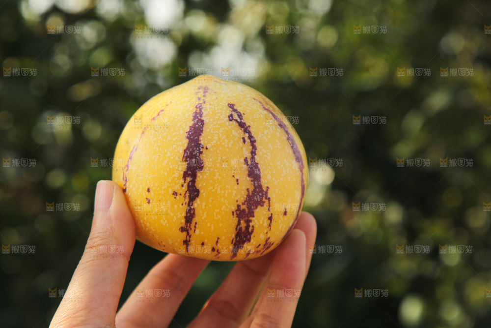 人参果
