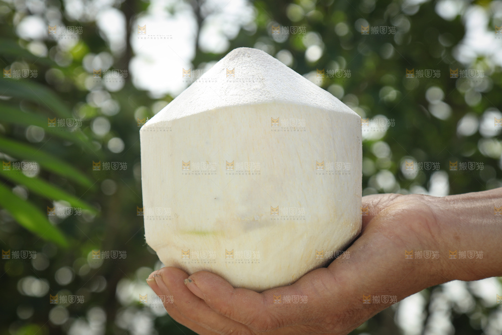 牛奶椰皇