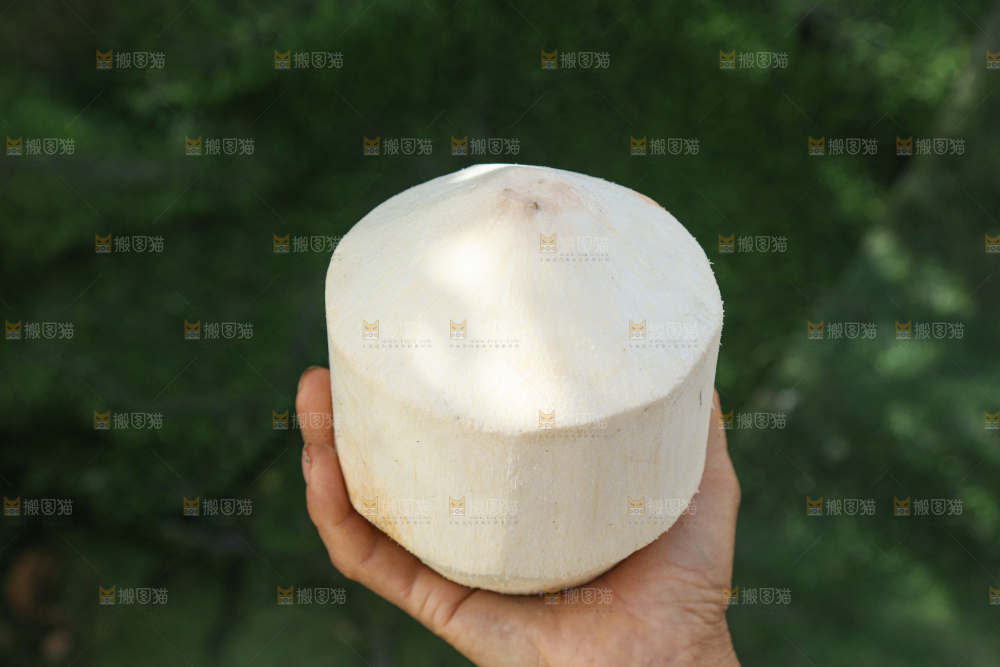 牛奶椰皇