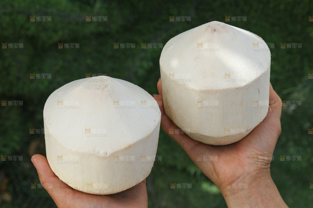 牛奶椰皇