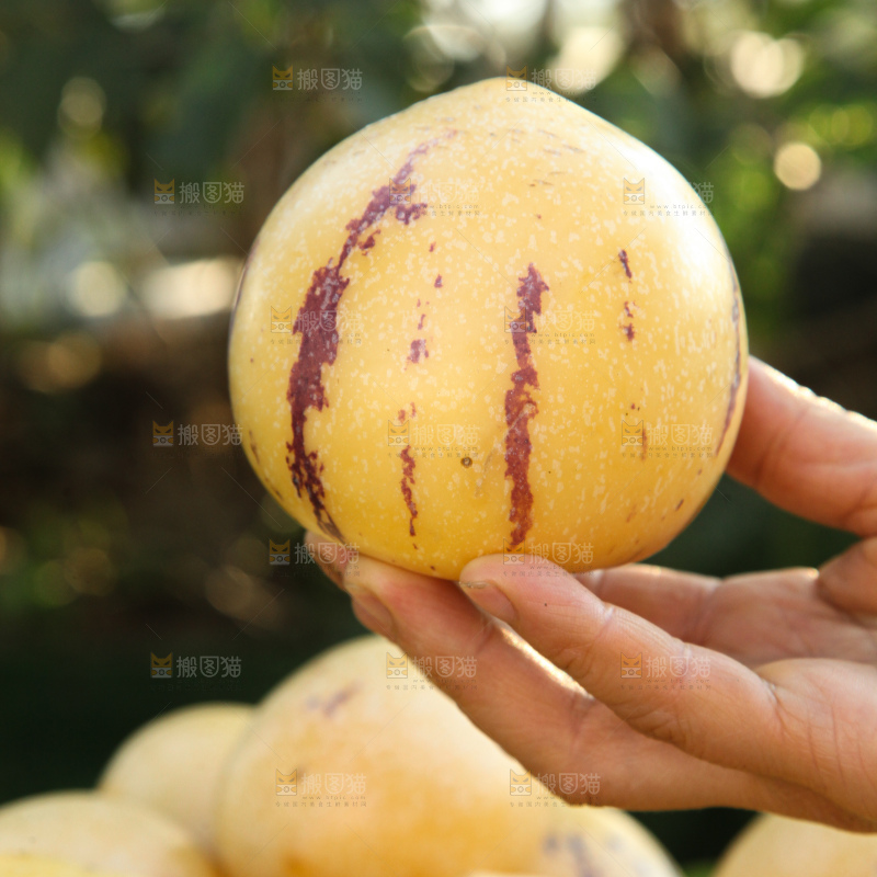 人参果