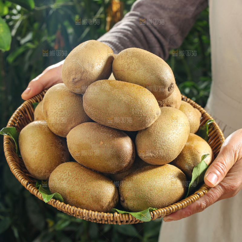 黄金奇异果