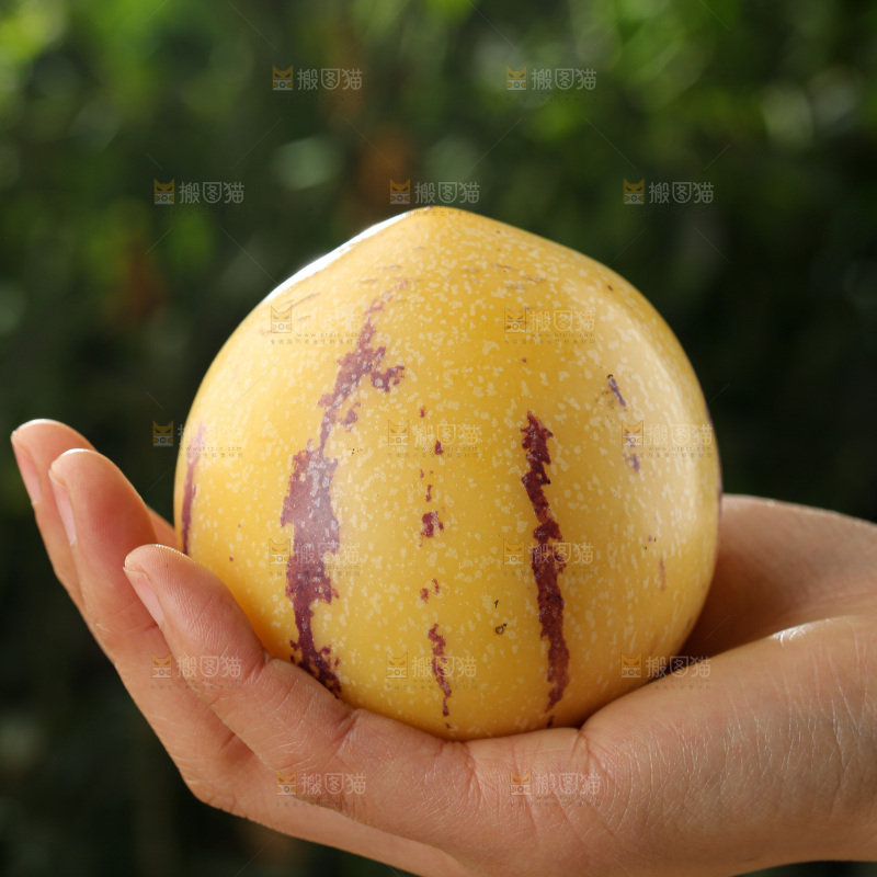 人参果