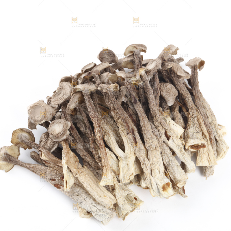 鹿茸菇