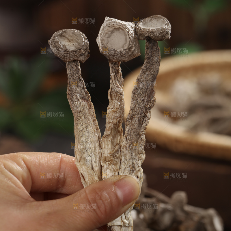鹿茸菇