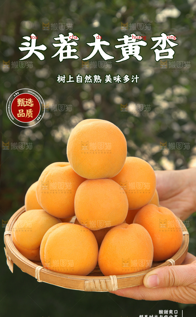 大黄杏详情页