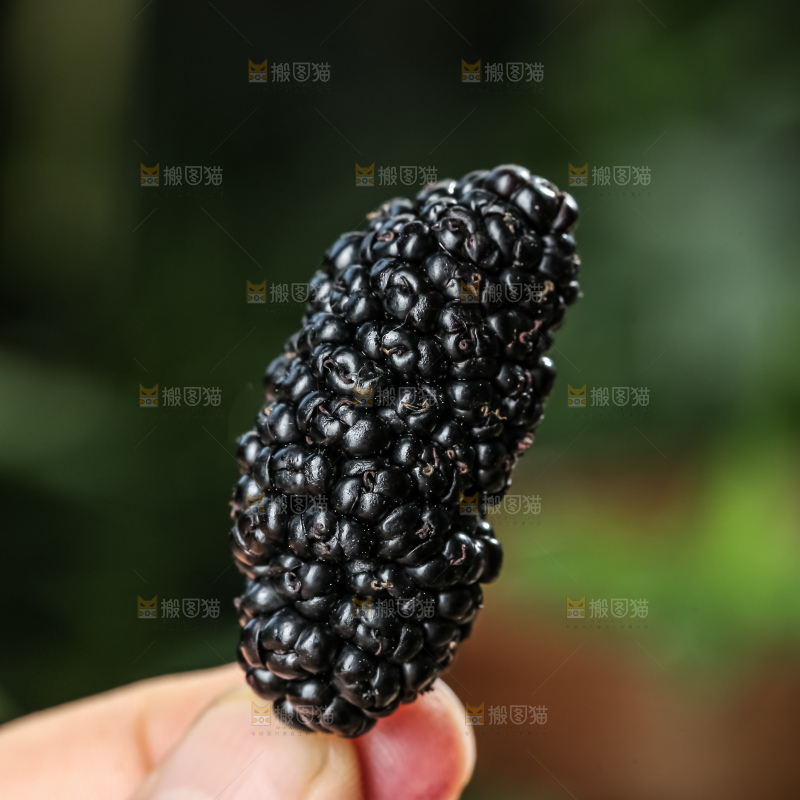 桑葚