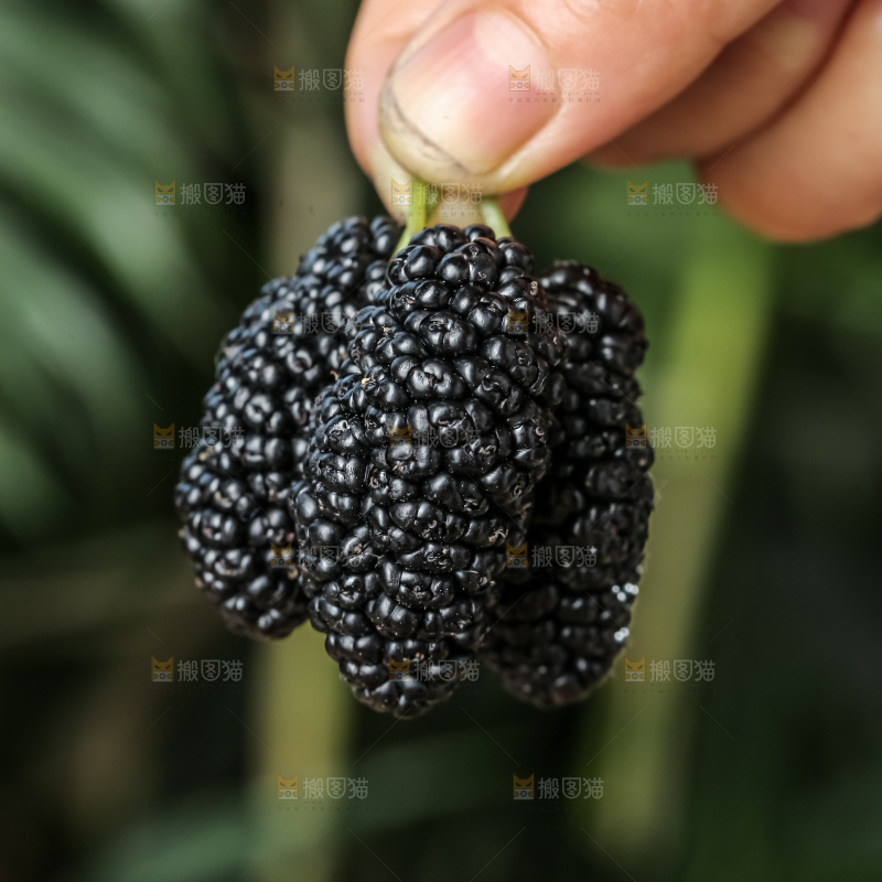 桑葚