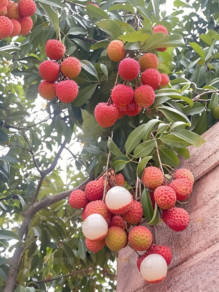 桂味荔枝