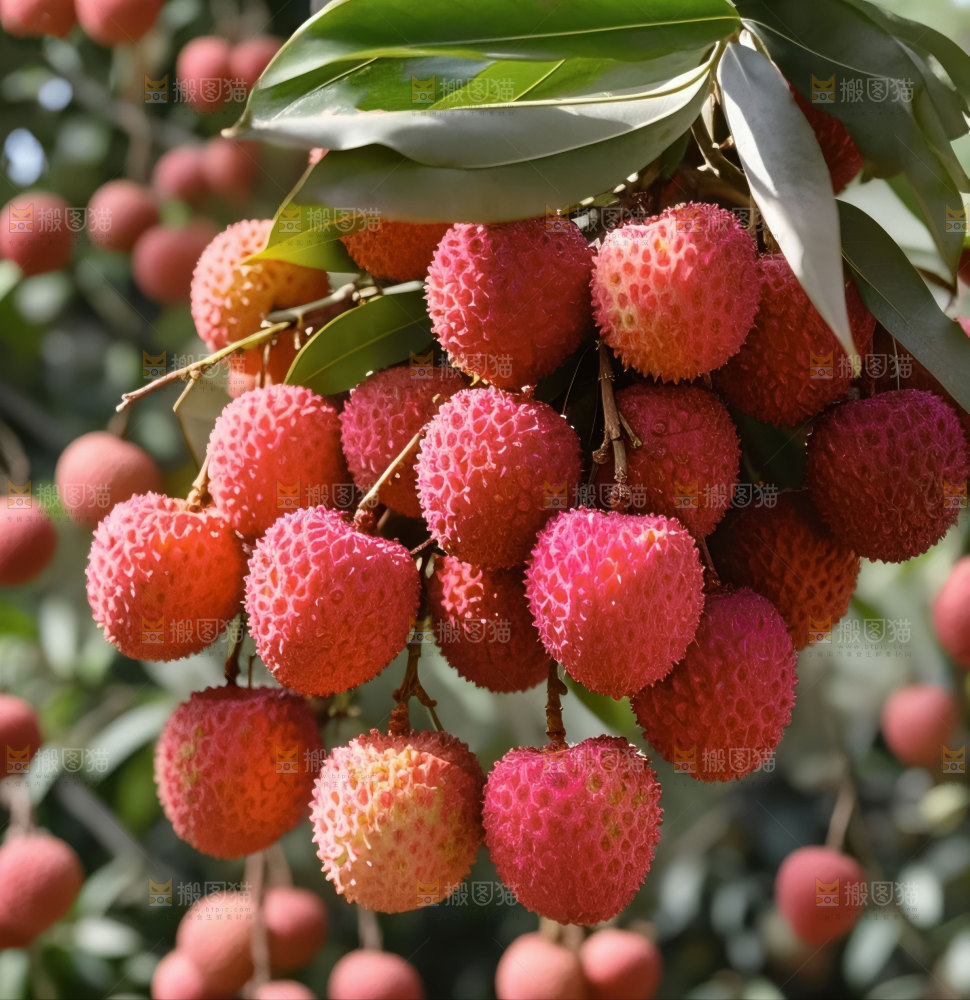 桂味荔枝