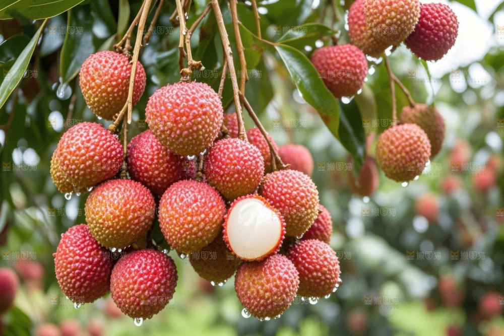 桂味荔枝