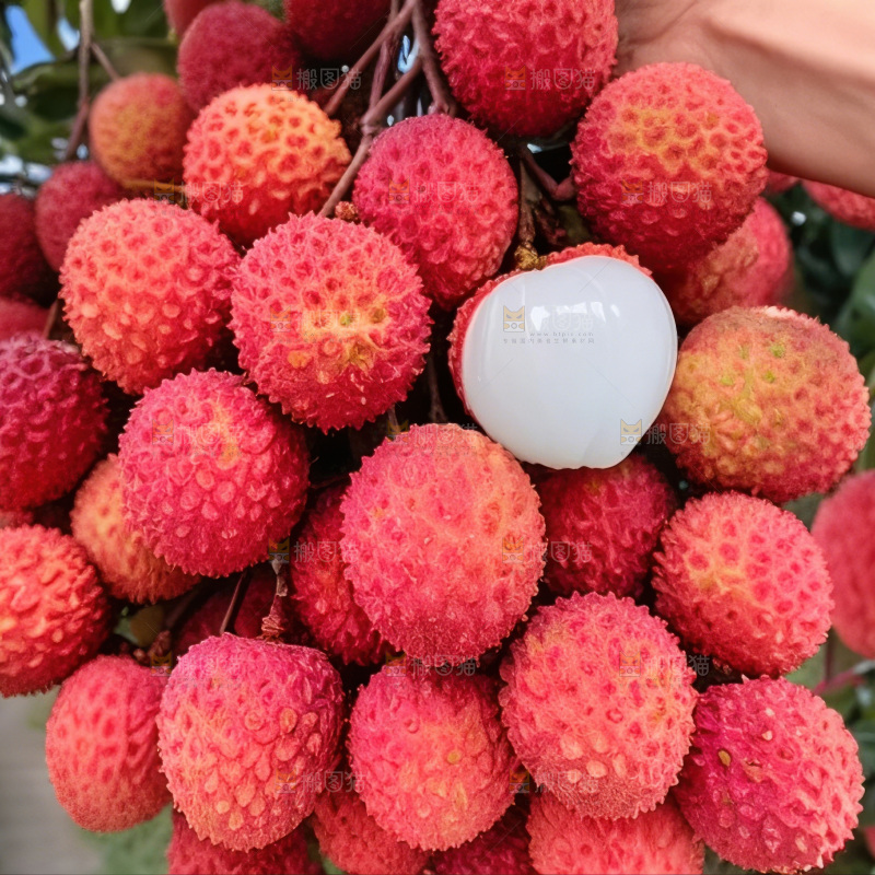 桂味荔枝