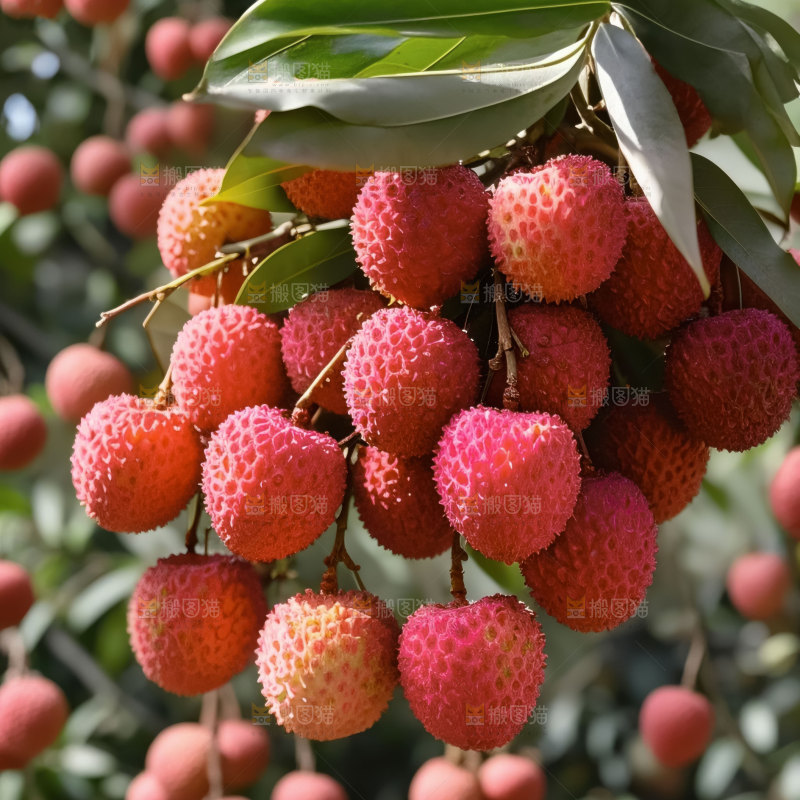桂味荔枝