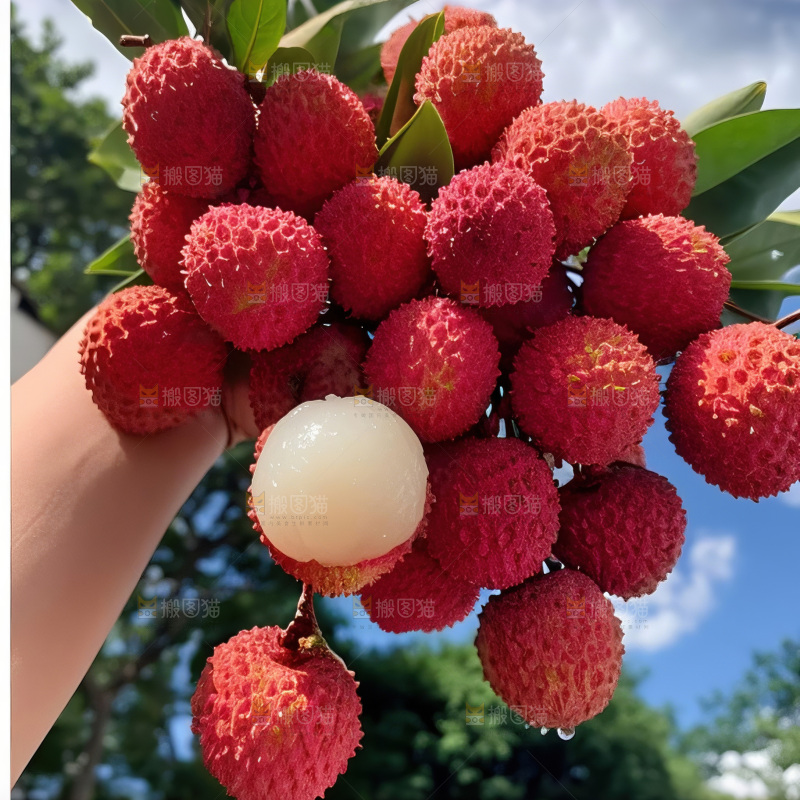 桂味荔枝