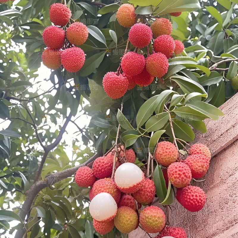 桂味荔枝