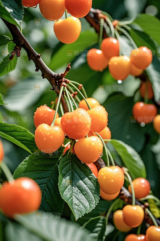 黄蜜樱桃