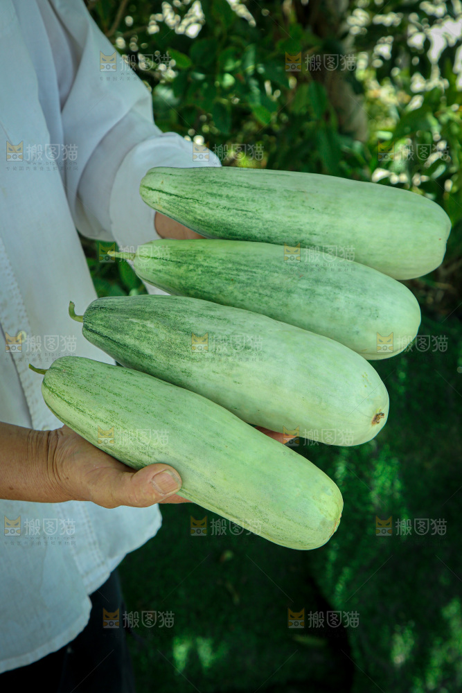 羊角蜜甜瓜