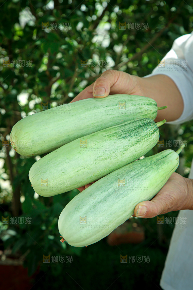 羊角蜜甜瓜