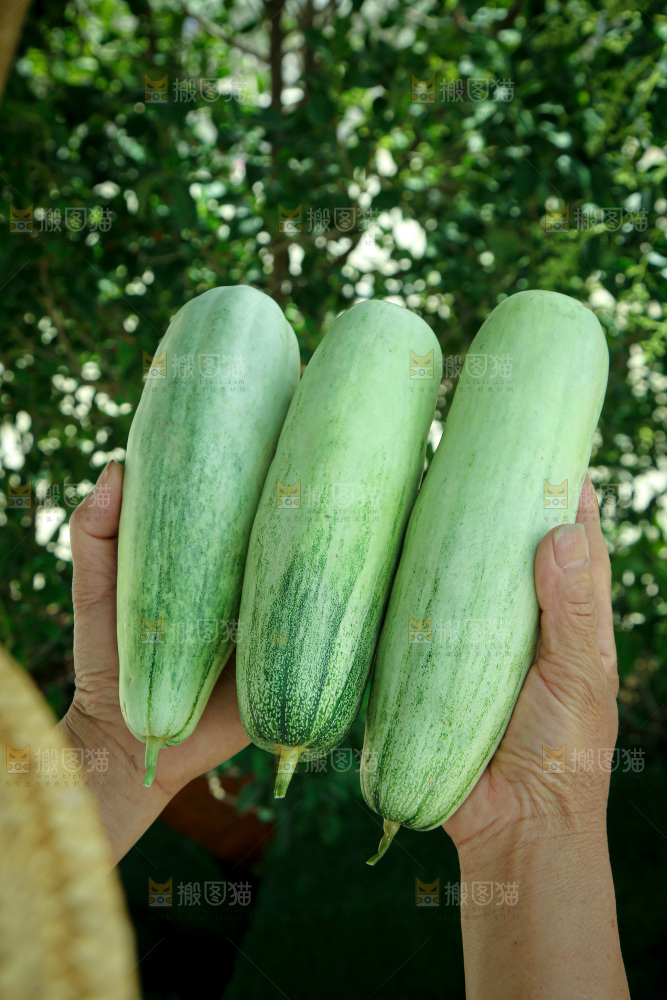 羊角蜜甜瓜