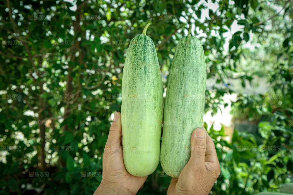 羊角蜜甜瓜