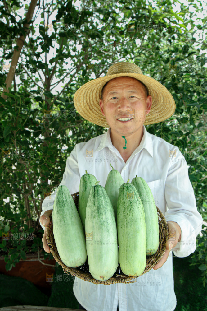 羊角蜜甜瓜