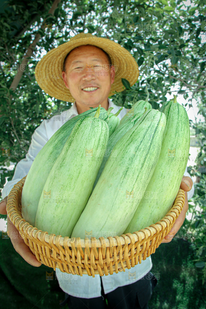 羊角蜜甜瓜