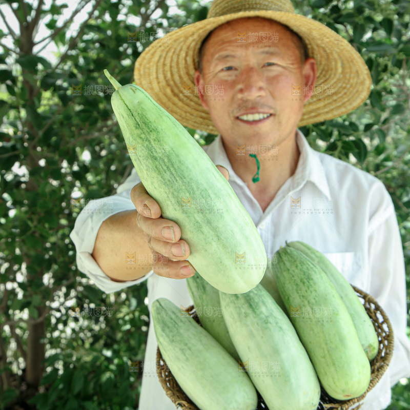 羊角蜜甜瓜