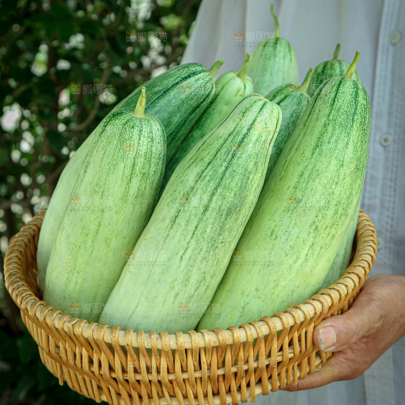 羊角蜜甜瓜