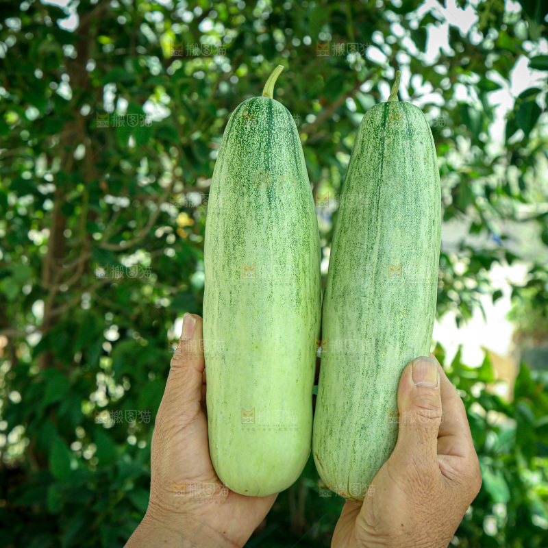 羊角蜜甜瓜