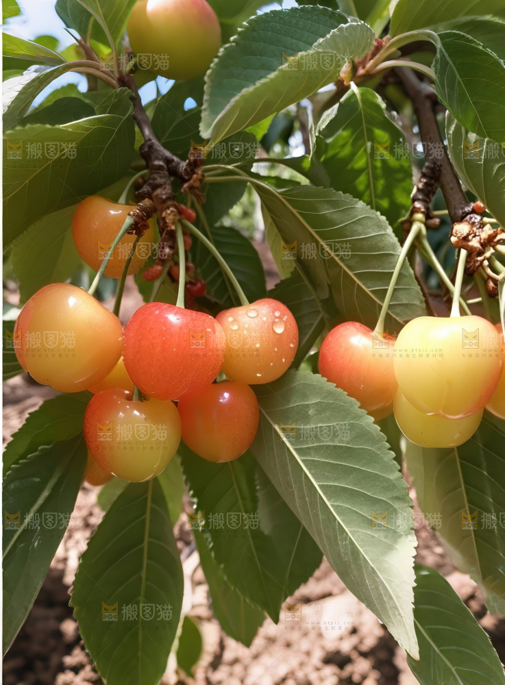 黄蜜樱桃