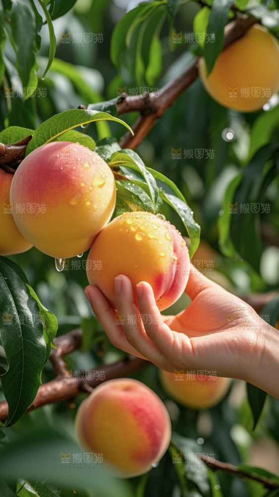 彩虹黄桃