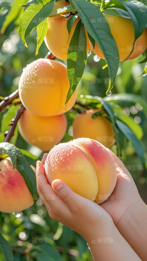彩虹黄桃