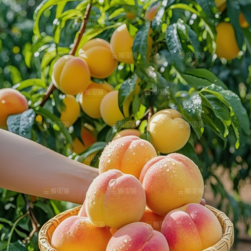 彩虹黄桃