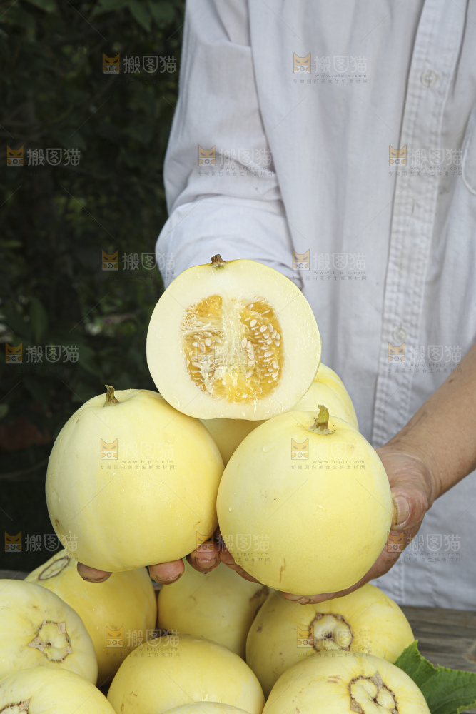 小蜜蜂甜瓜