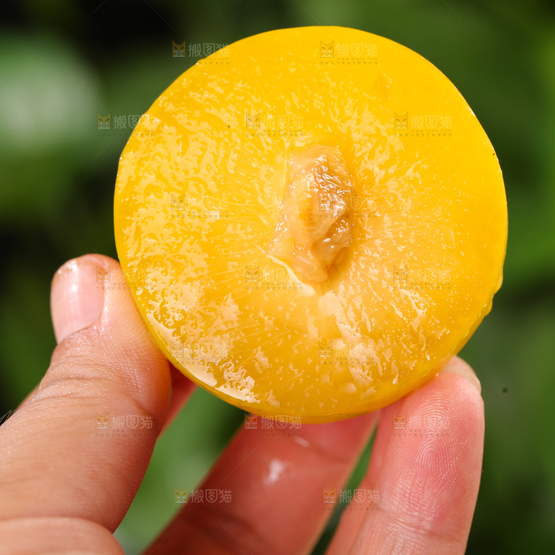 桃花李