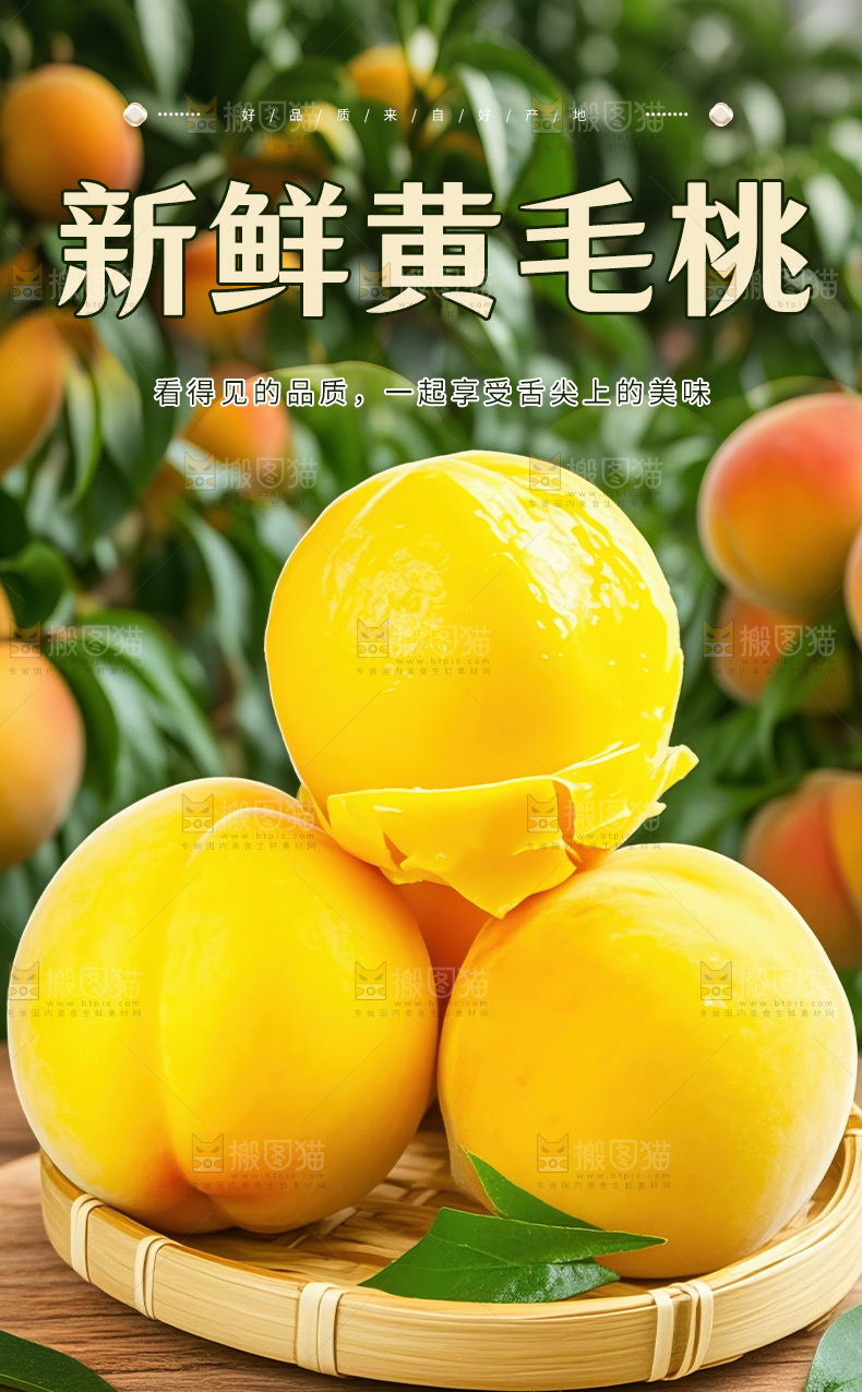 新鲜黄毛桃详情页