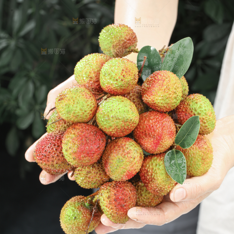 妃子笑荔枝