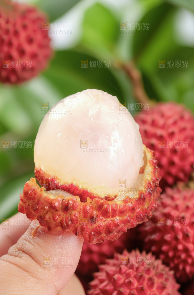 桂味荔枝