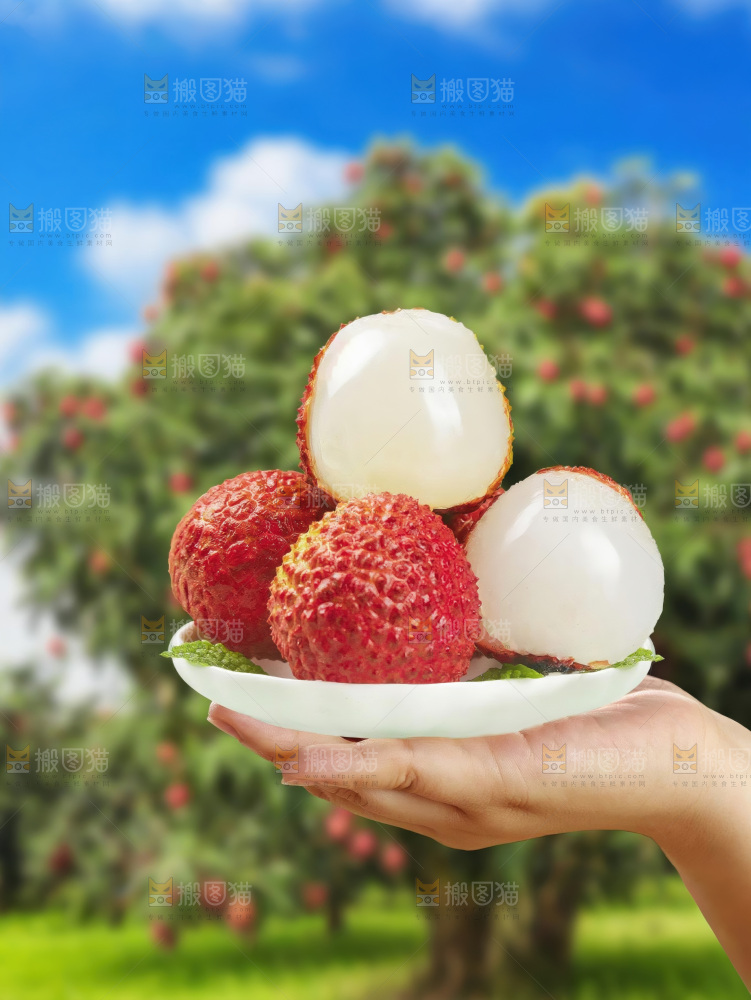 桂味荔枝