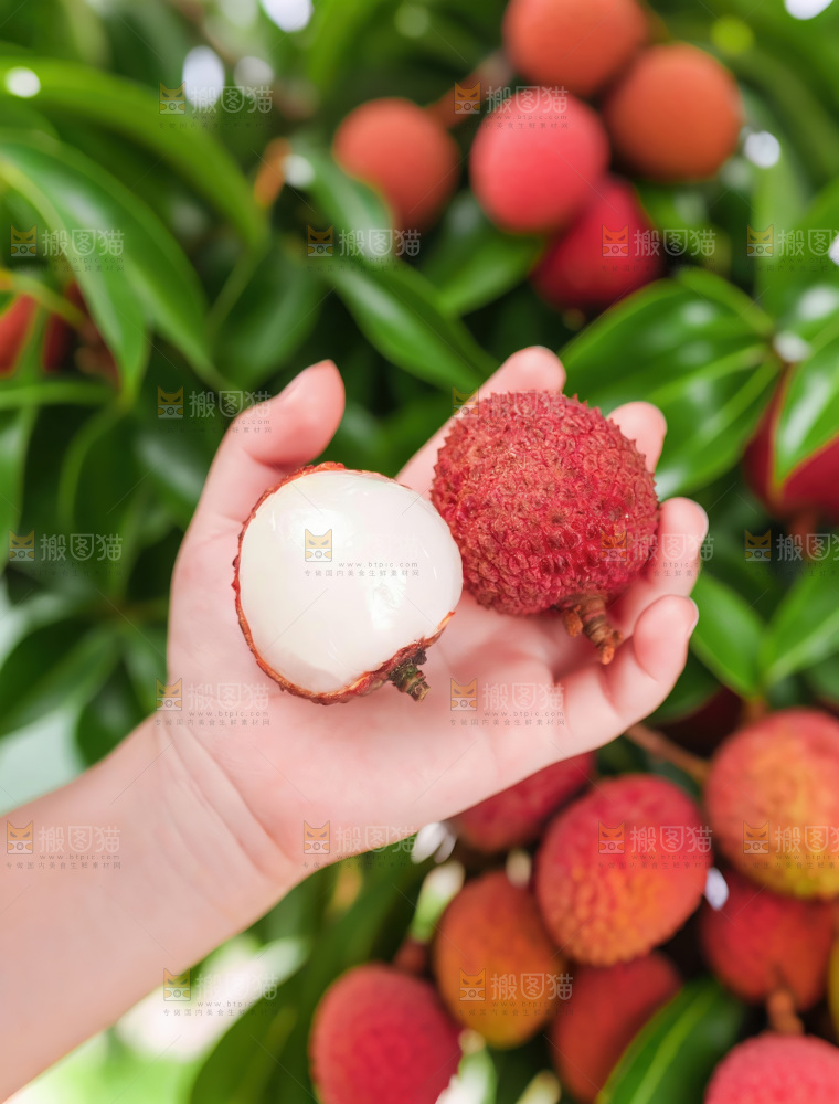 桂味荔枝