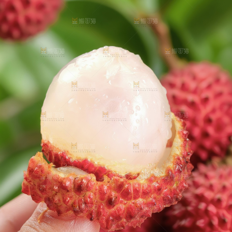 桂味荔枝