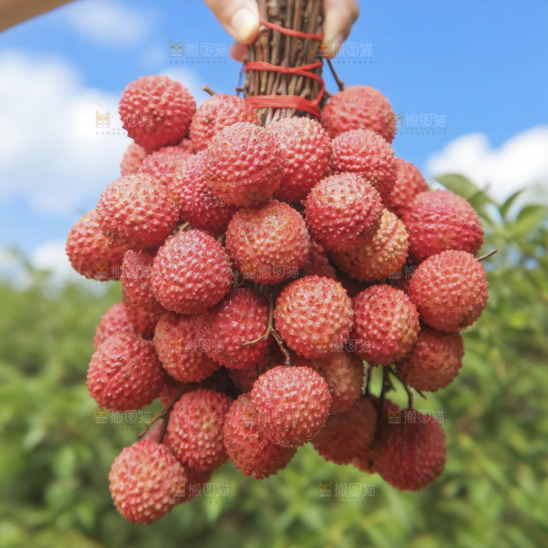 桂味荔枝