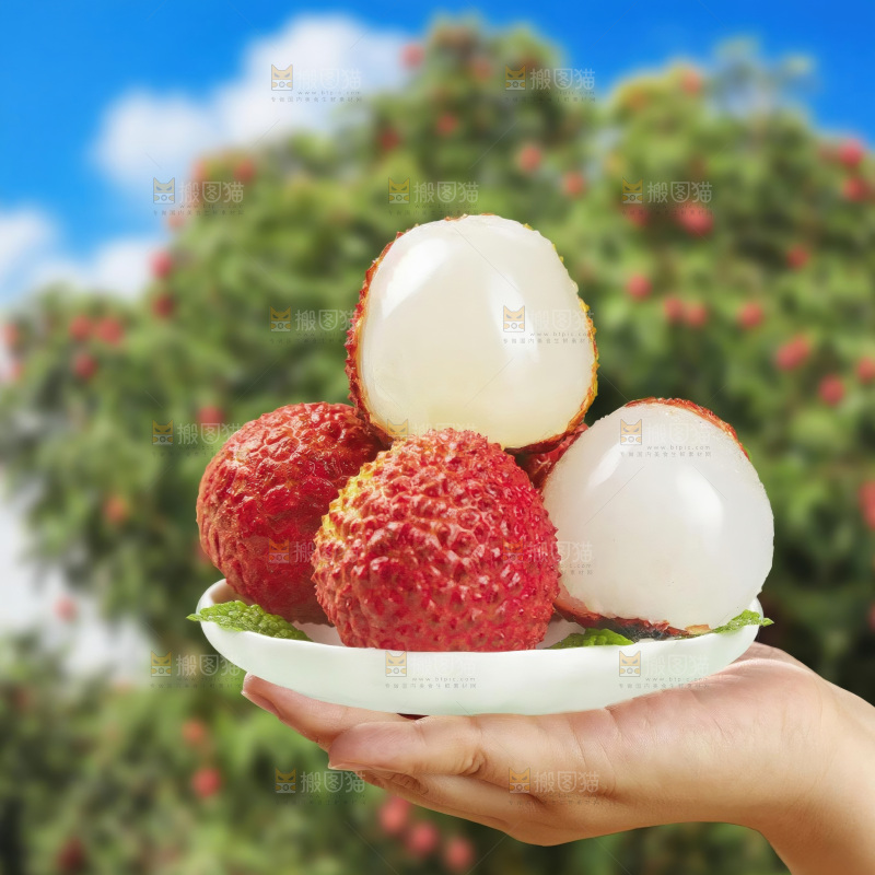 桂味荔枝