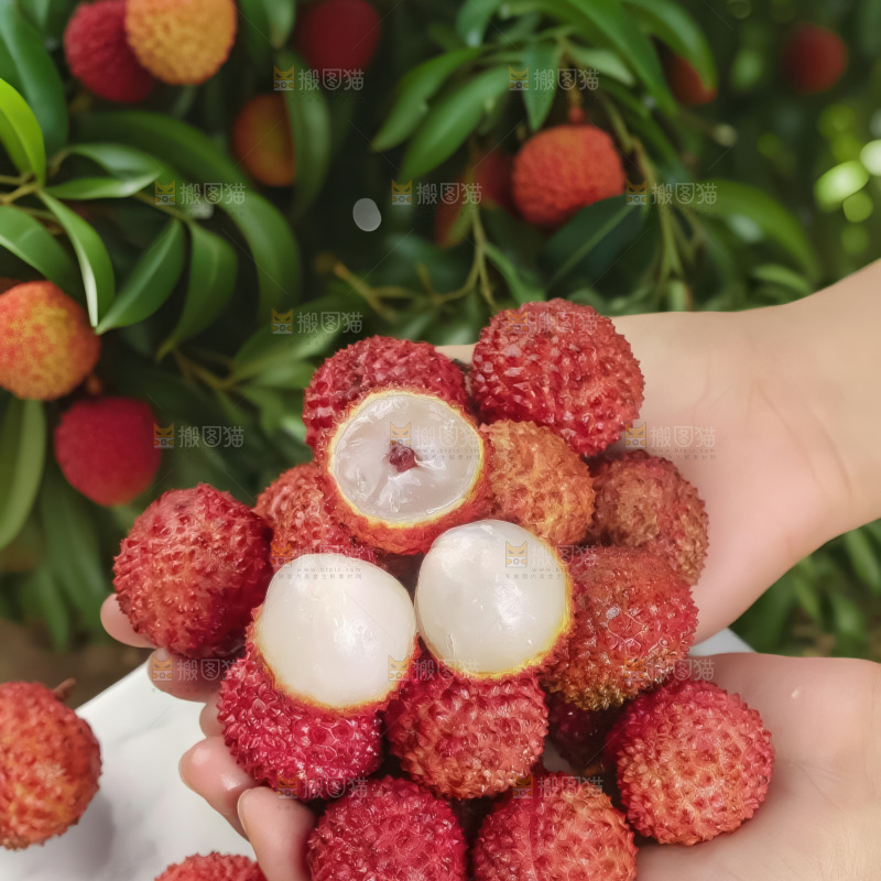 桂味荔枝