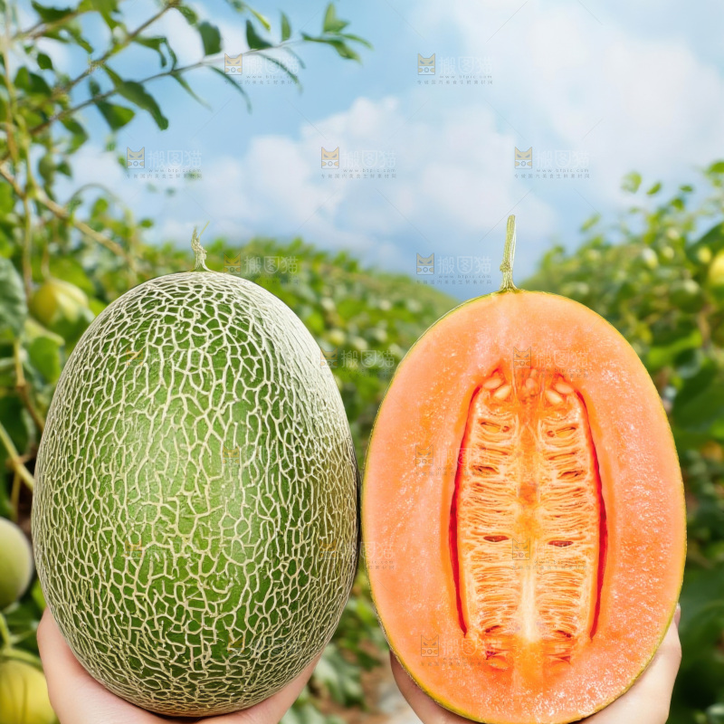 哈密瓜