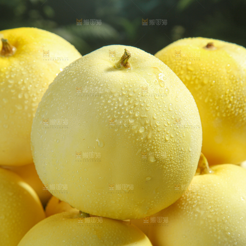 小蜜蜂甜瓜