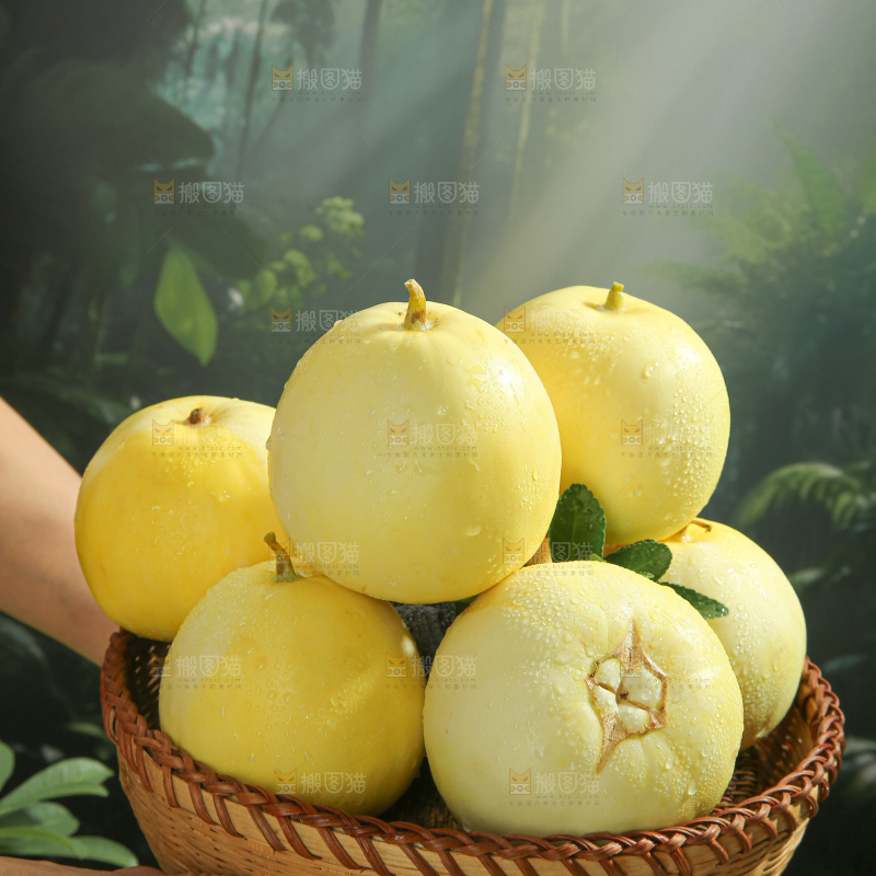 小蜜蜂甜瓜
